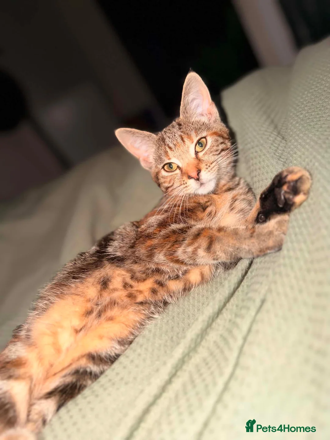 Mixed Breed cats for sale: Kitten for sale - Advert 5