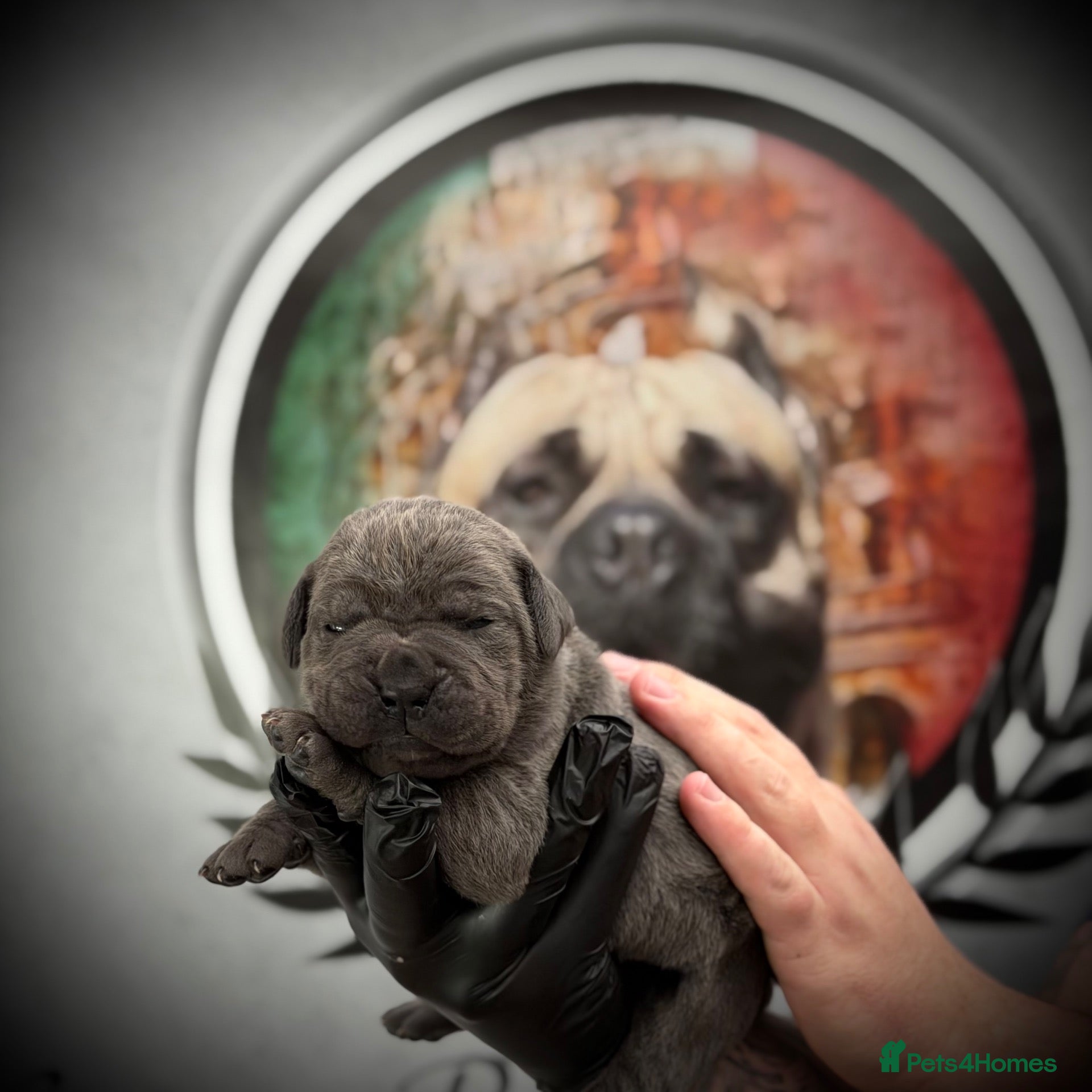 Cane Corso dogs for sale: PATO SQUAD CANE CORSO | ONLY 1 GIRL LEFT! - Advert 9