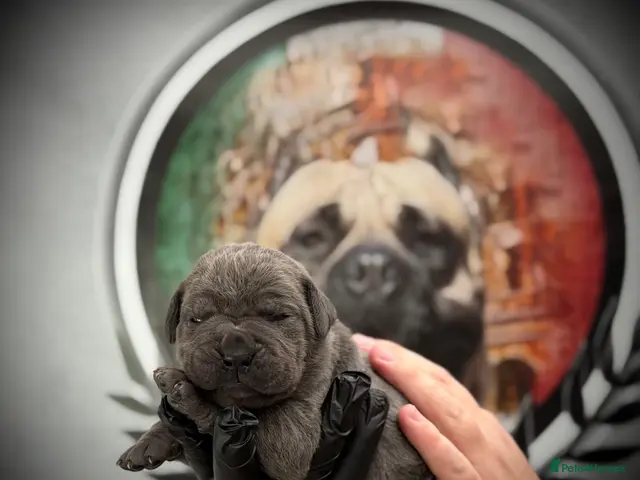 Cane Corso dogs for sale: PATO SQUAD CANE CORSO | ONLY 1 GIRL LEFT! - Advert 9