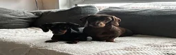 Miniature Dachshund dogs for sale: 2 x female mini dachshunds for sale in Glasgow - Advert 13