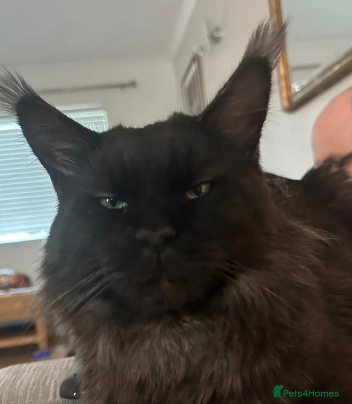 Maine Coon cats for sale: Maine coon X kittens  - Advert 12