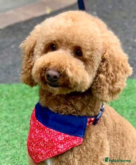 Miniature Poodle dogs ❤️ DNA Health Tested Beautiful red poodle for stud - Advert 10