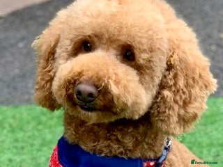 Miniature Poodle dogs - Advert 2