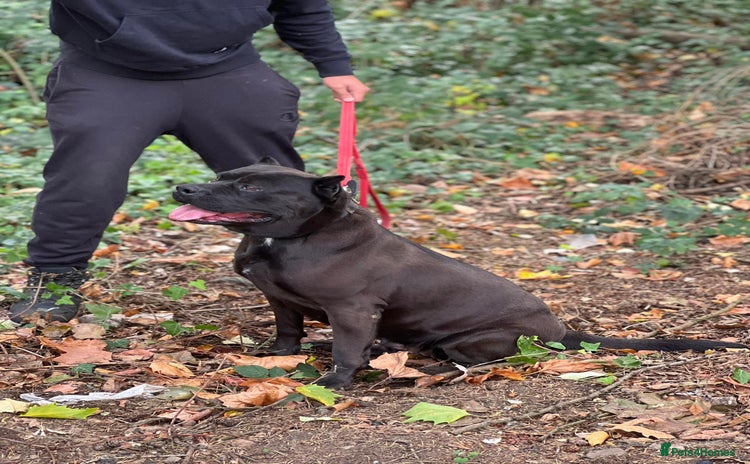 Presa Canario dogs - Advert 1