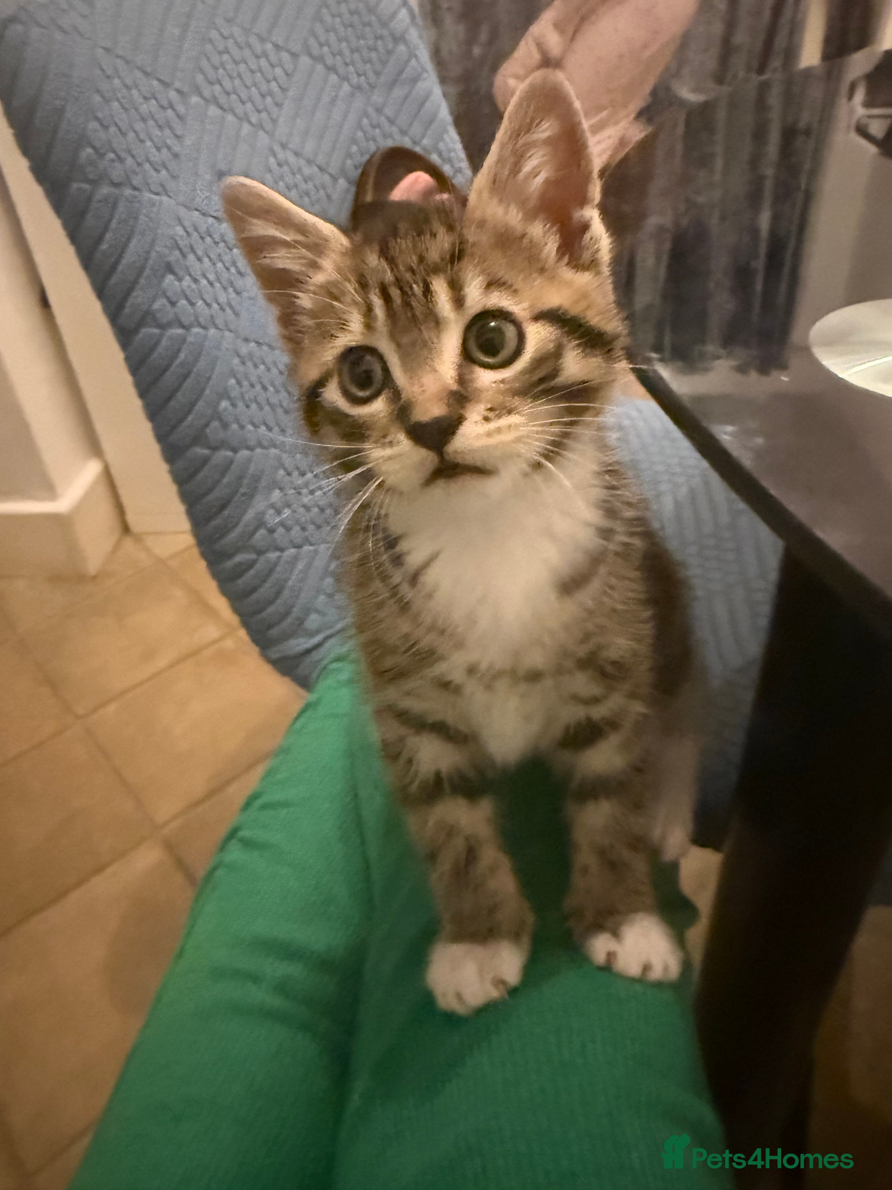 Mixed Breed cats male kitten looking for a new home - Advert 4