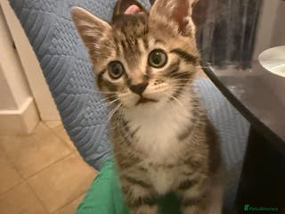 Mixed Breed cats male kitten looking for a new home - Advert 4