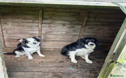 Border Collie dogs for sale: Border Collie pups for sale - Advert 10