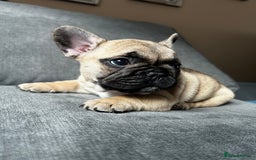 French Bulldog dogs for sale: KC wonderful French Bulldog puppies🐾 - Image 10