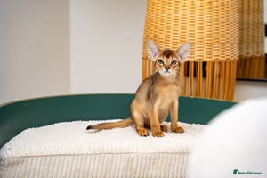 Abyssinian cats Vanilla Boy-Exceptional Abyssinian-Champion line - Advert 3