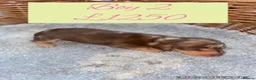 Miniature Dachshund dogs for sale: 6 Miniature Dachshund pups  - Advert 4