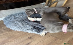 French Bulldog dogs for sale: Looking to Rehome My 2 French Bulldogs - Image 13