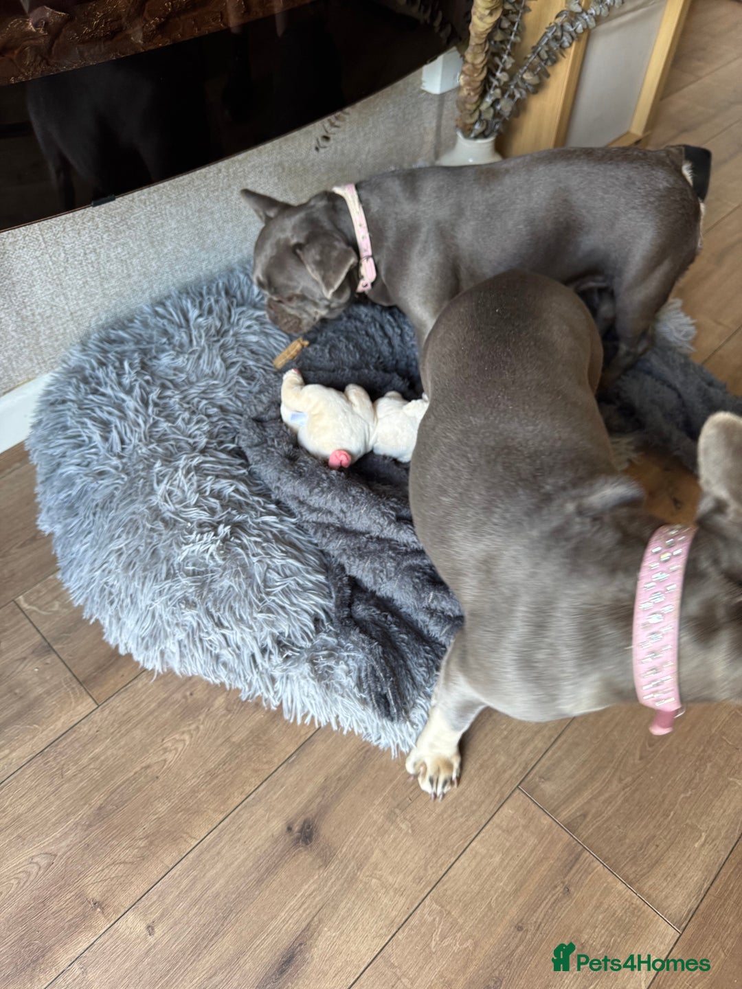 French Bulldog dogs for sale: Looking to Rehome My 2 French Bulldogs - Image 13