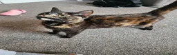 Mixed Breed cats for sale: Kittens - Advert 1