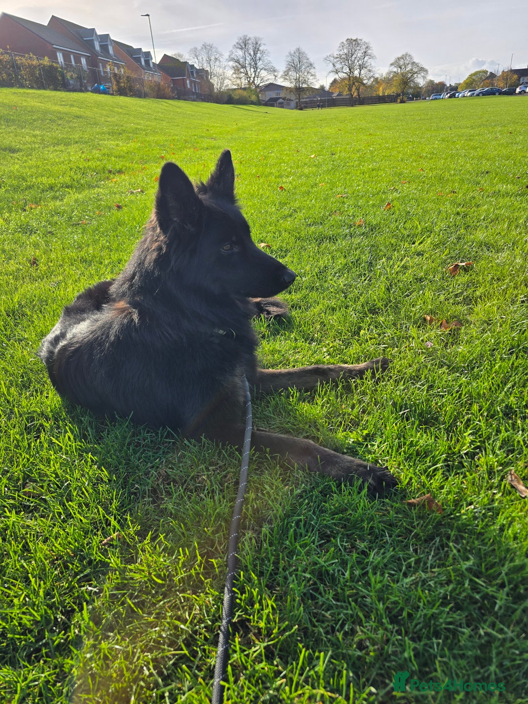 German Shepherd dogs for sale: German shepard 2 yr old - Image 1