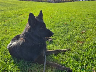 German Shepherd dogs - Advert 32