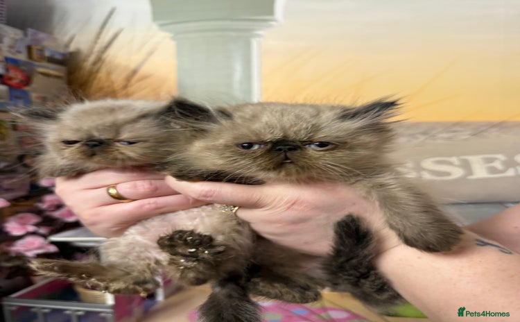 Persian cats - Advert 1