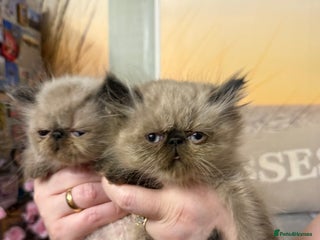 Persian cats - Advert 29