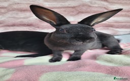 Rex rabbits for sale: Mini Rex babies- various colours & ages - Image 12