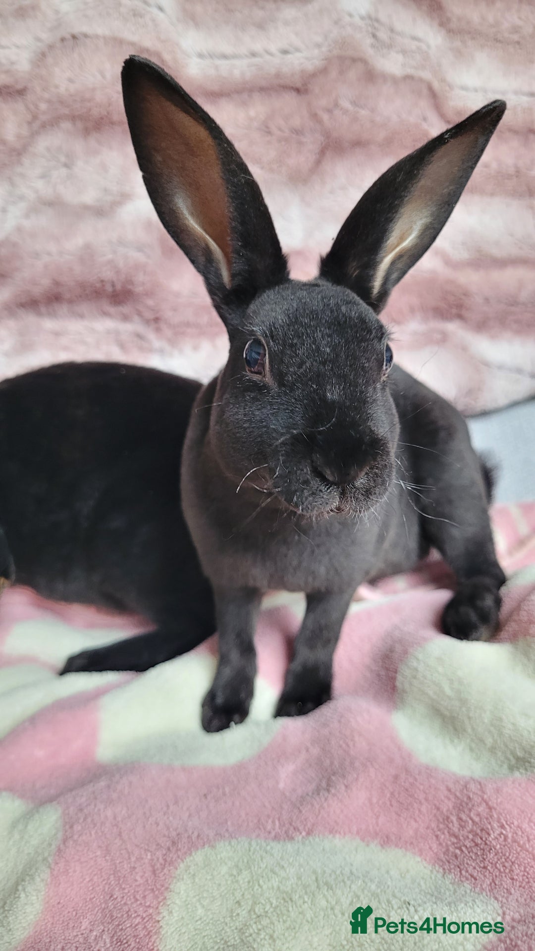 Rex rabbits for sale: Mini Rex babies- various colours & ages - Image 12