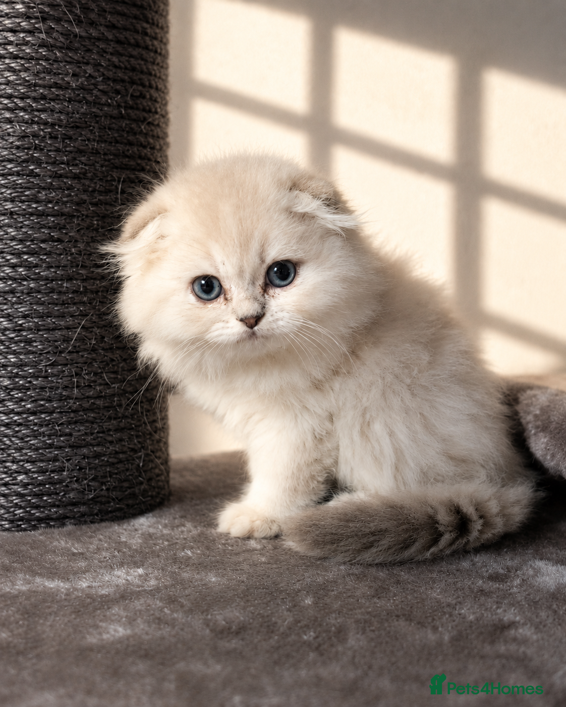 Scottish Fold cats for sale: 💓 LAST KITTEN 🐾 TICA reg - Advert 7