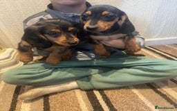 Dachshund dogs for sale: Stunning dachshund puppies for sale males  - Image 4