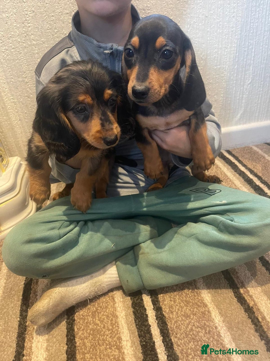 Dachshund dogs for sale: Stunning dachshund puppies for sale males  - Image 4