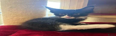 Maine Coon 1