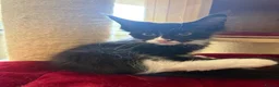 Maine Coon cats for sale: Maincoon male European bloodline  - Advert 1