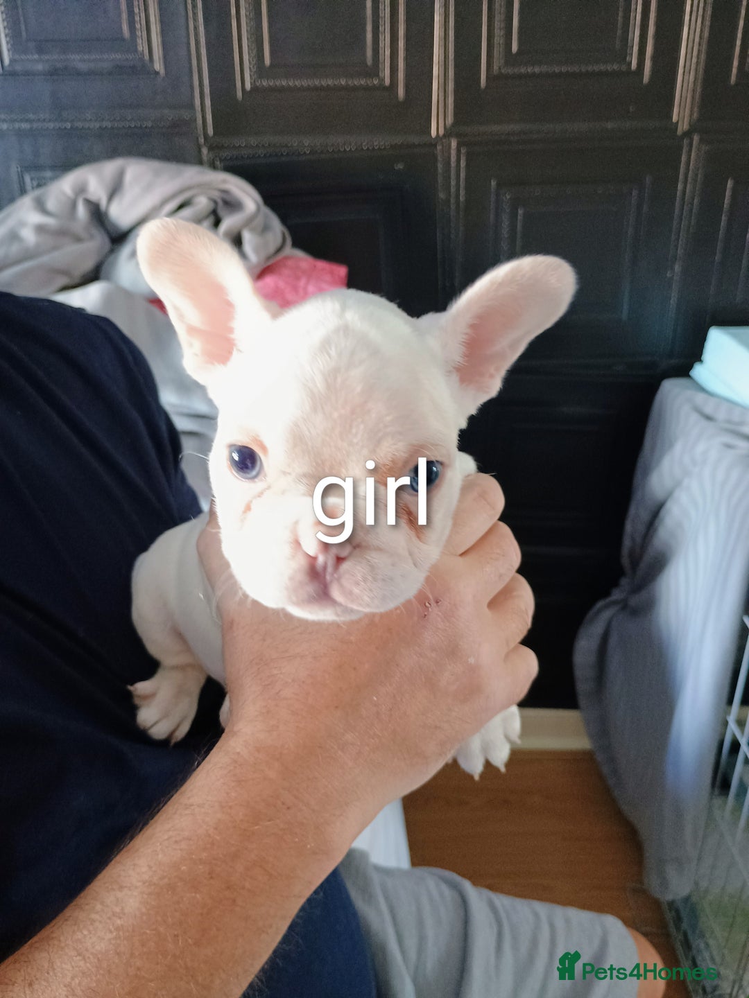 French Bulldog dogs for sale: Quality chunky French bulldog fluffy carriers  - Image 12