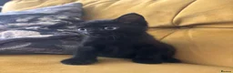 Mixed Breed cats for sale: 3 beautiful, playful boys. 1 black 2 tuxedo  - Advert 7