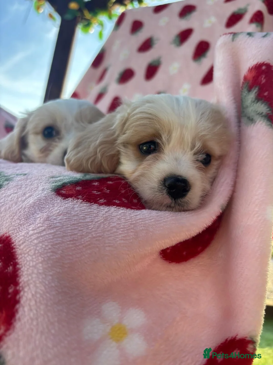 Cavapoo dogs for sale: Cavapoo puppies - Advert 2