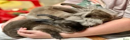 Mixed Breed rabbits for sale: Young rabbits, 9-11 weeks old - Advert 9