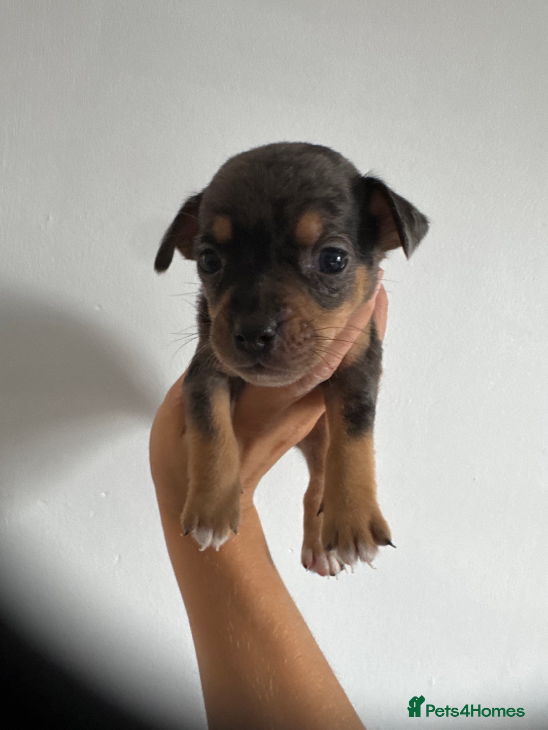 Jack Russell dogs for sale: 9 Jack Russel merles - Image 9