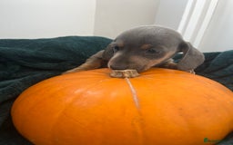 Dachshund dogs for sale: 6 beautiful dachshund puppies  - Image 16