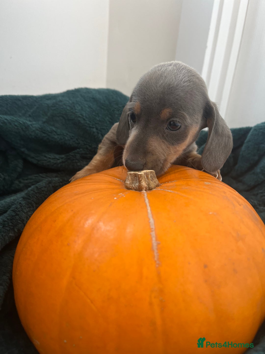 Dachshund dogs for sale: 6 beautiful dachshund puppies  - Image 16