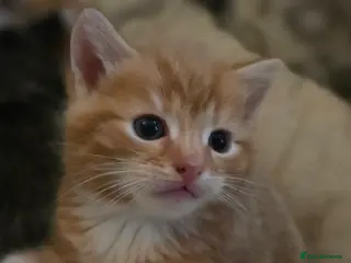 Mixed Breed cats Stunning male kitten - Advert 2