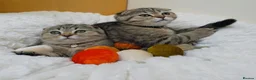 Scottish Fold cats for sale: Golden Tabby Kittens  - Advert 10
