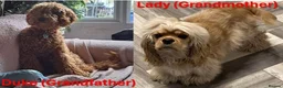 Cockapoo dogs for sale: 3 Gorgeous F1b Cockapoo puppies - Advert 6