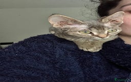 Devon Rex cats for sale: GCCF Registered Pedigree Devon Rex Kittens ❤️ in Leeds - Image 36