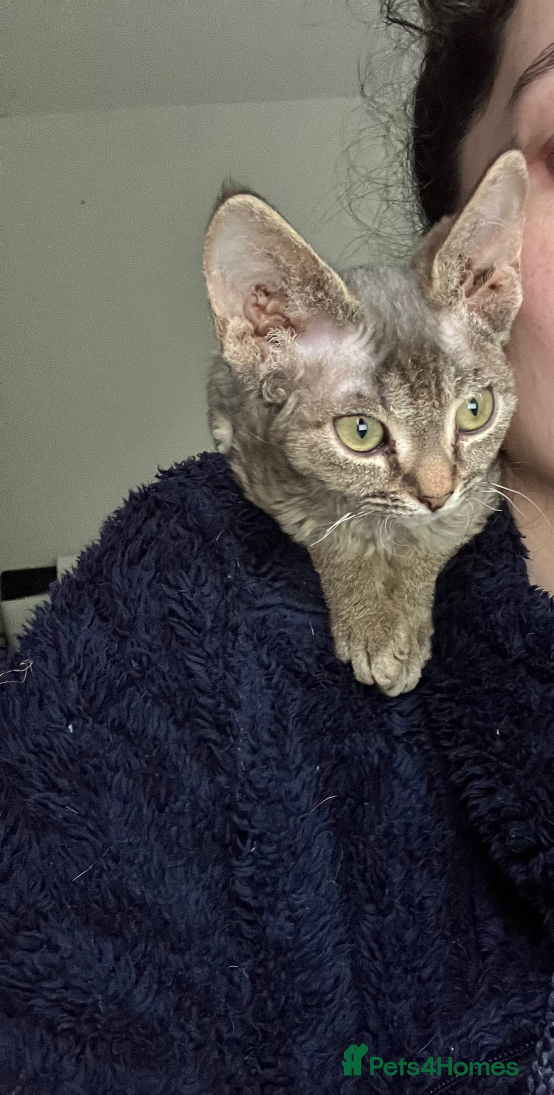 Devon Rex cats for sale: GCCF Registered Pedigree Devon Rex Kittens ❤️ in Leeds - Image 36