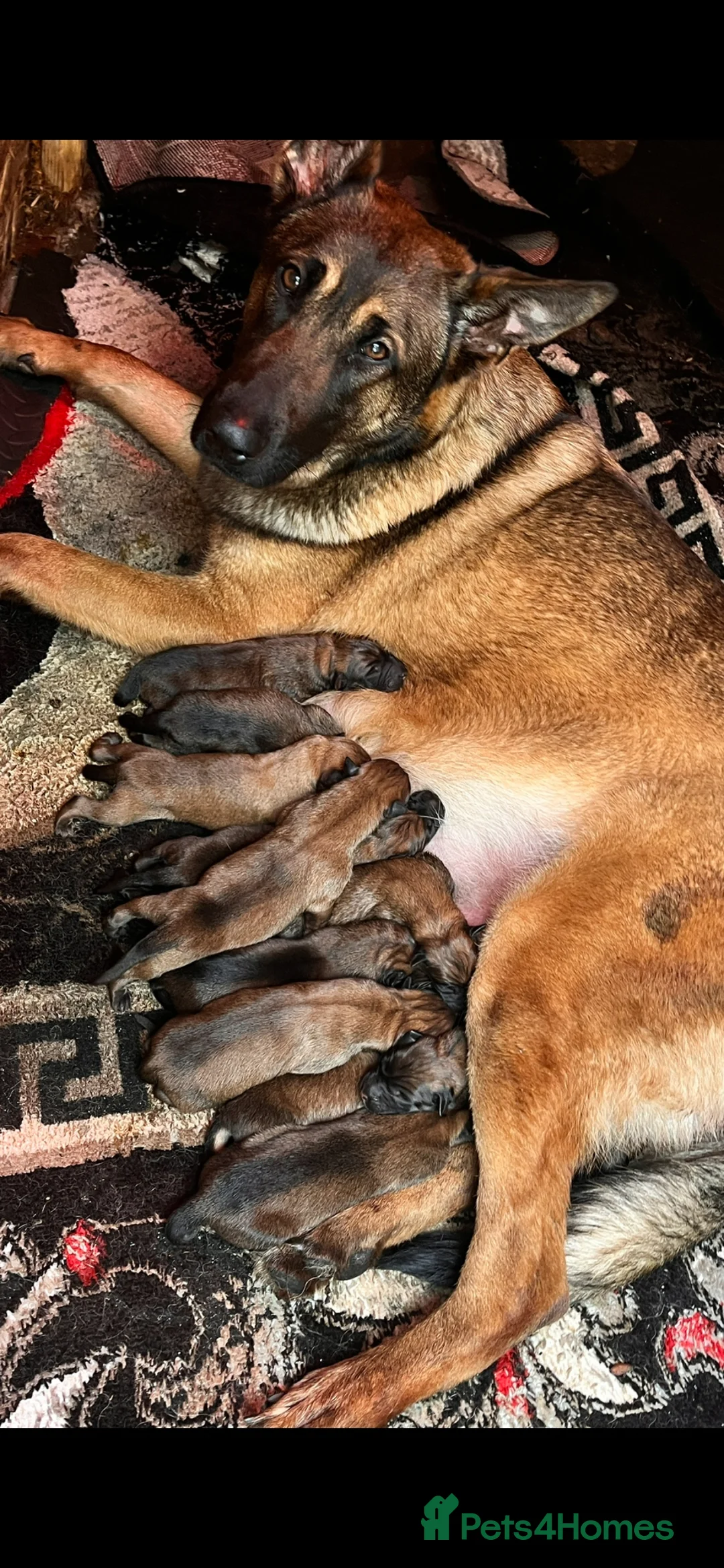 Belgian Shepherd Dog dogs for sale: Belgian malinois - Advert 16