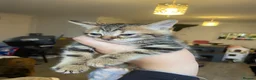 Mixed Breed cats for sale: Kittens/two adult cats - Advert 9
