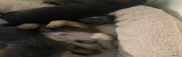 Mixed Breed dogs for sale: BORDER TERRIER X BEDLINGTON TERRIER PUPPIES  in Dewsbury - Advert 9