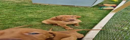 Hungarian Vizsla dogs for sale: Stunning Working Bred KC Hungarian Vizsla puppies  - Advert 18