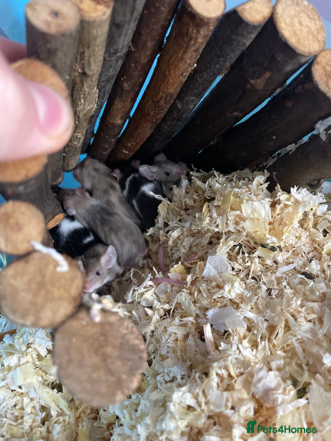 Mouse rodents for sale: All with exo terra £130 - Advert 2