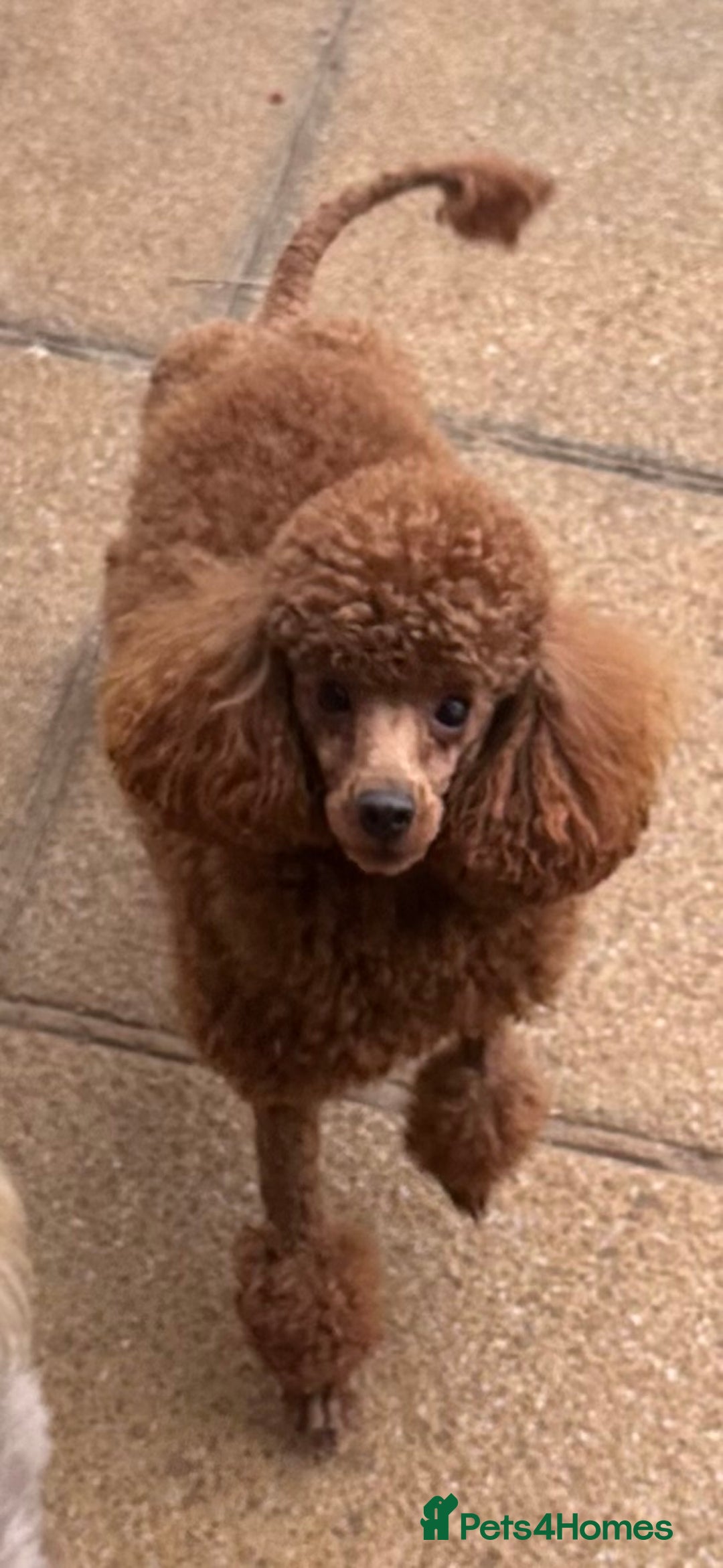 Toy Poodle dogs for stud: Kc Red Toy Poodle in Chislehurst - Advert 3