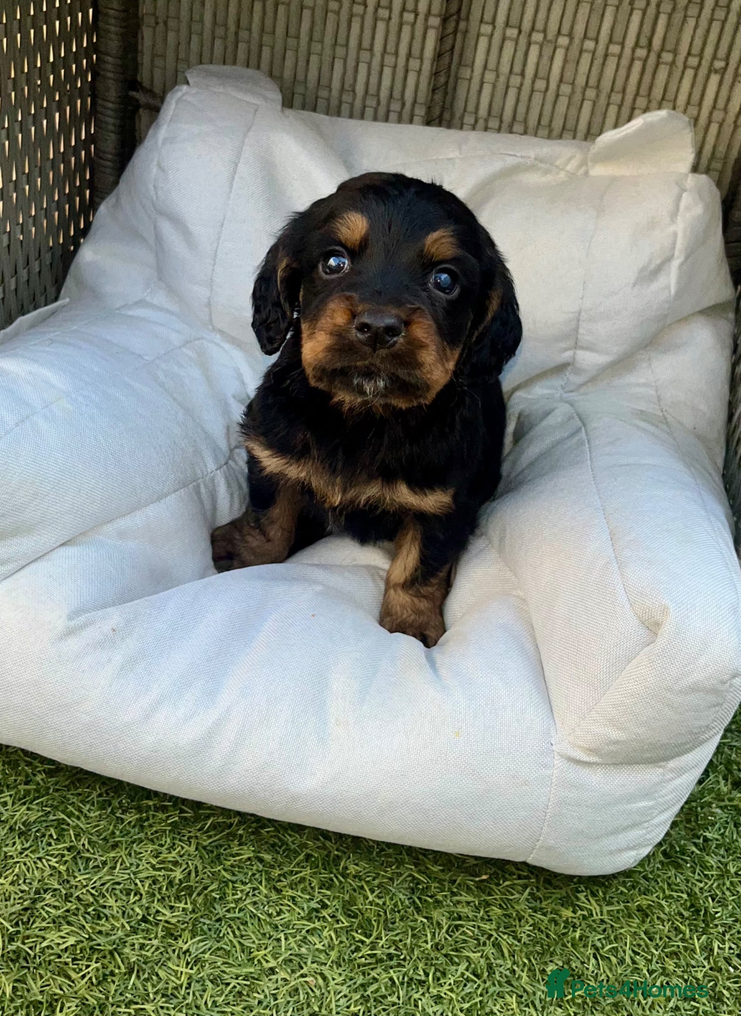 Cocker Spaniel dogs for sale: Beautiful cocker spaniel  - Advert 1