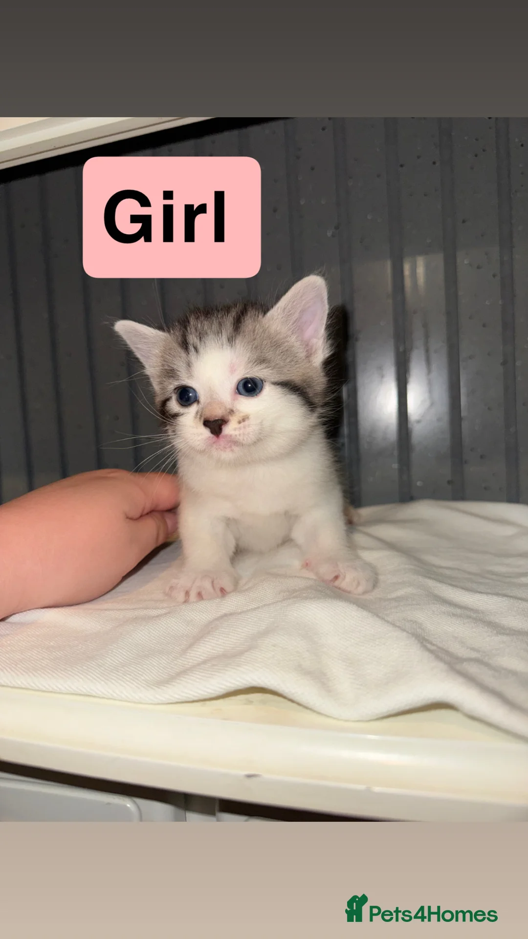 Mixed Breed cats for sale: Ragdoll Cross kittens  - Advert 1