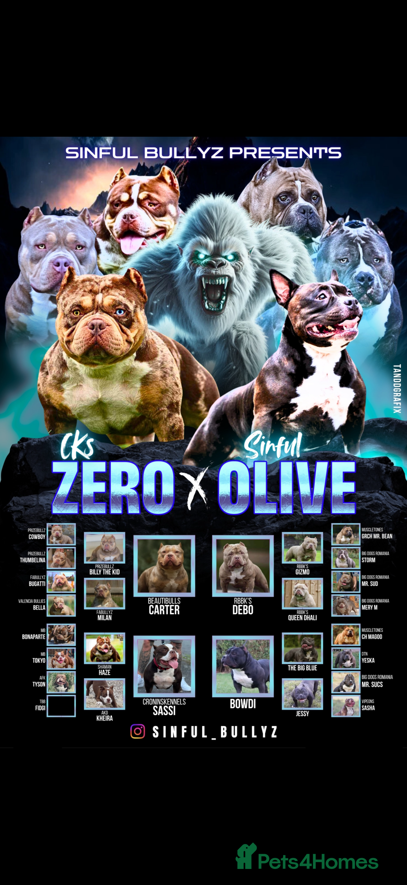 American Bully dogs American Pocket Bully - Advert 11