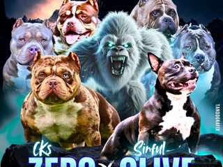 American Bully dogs American Pocket Bully - Advert 9